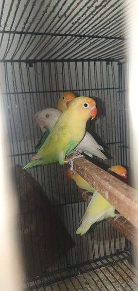 love birds and java white and silver 7