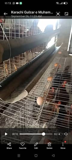 #poultry