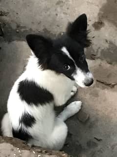 papillon dogs pups