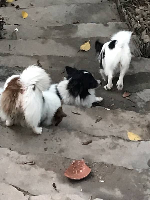 papillon dogs pups 1