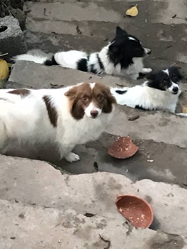 papillon dogs pups 2