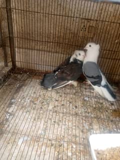 Fancy German Pigeon Pair/ Breeding Pair