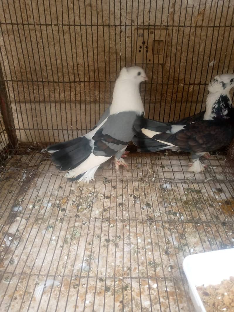 Fancy German Pigeon Pair/ Breeding Pair 1