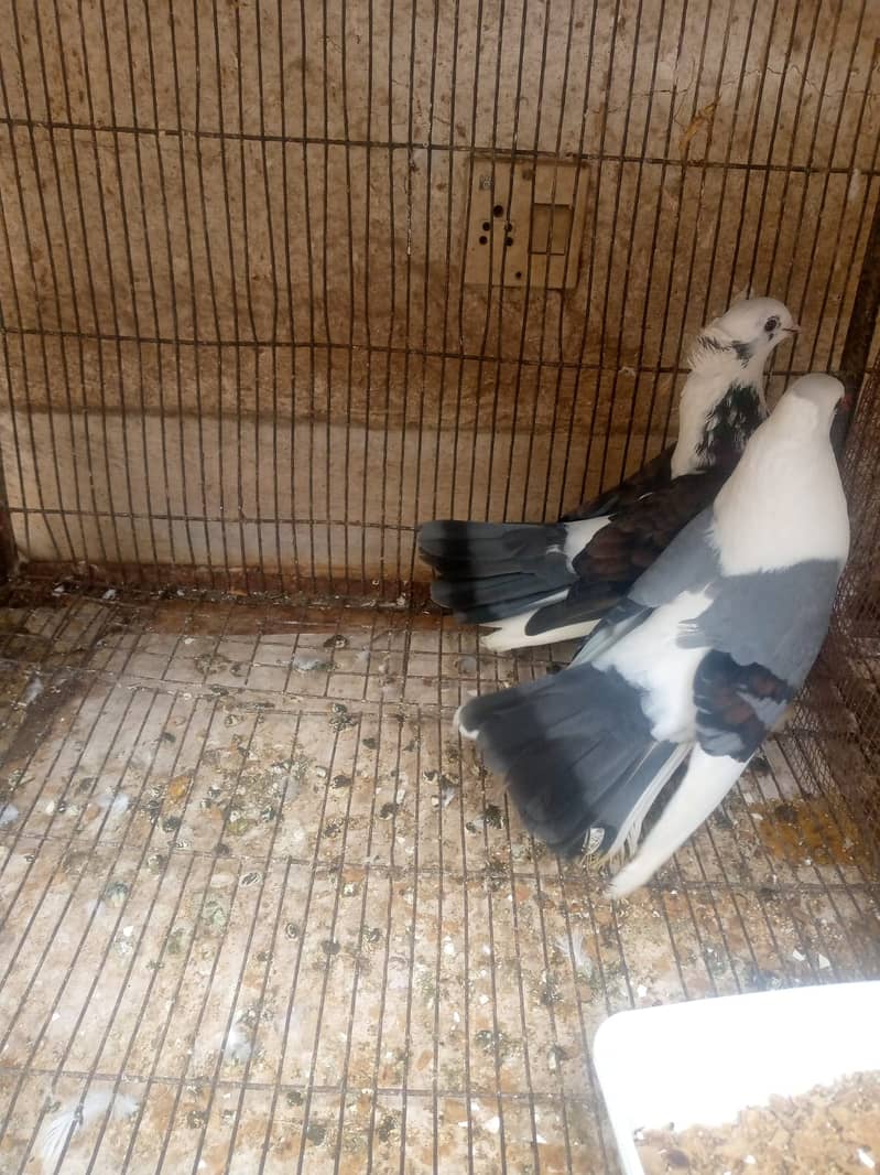 Fancy German Pigeon Pair/ Breeding Pair 2