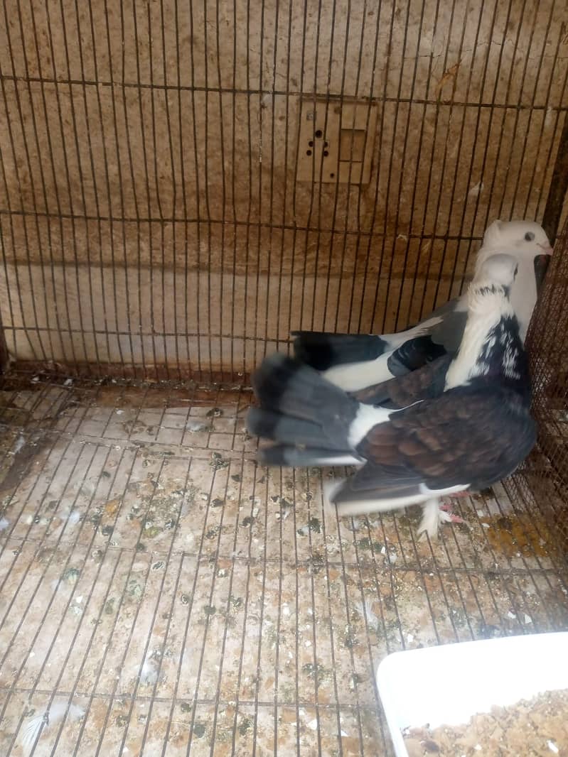 Fancy German Pigeon Pair/ Breeding Pair 3