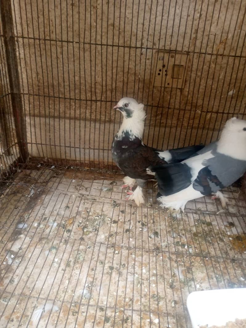 Fancy German Pigeon Pair/ Breeding Pair 4