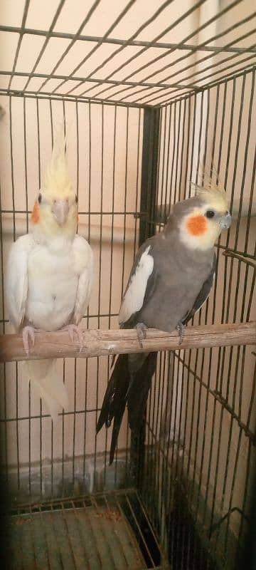 Cocktail Pair for sale Full active or healthy Gree Male Yellow Female 0