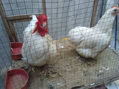 White Bantams