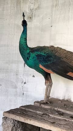 GREEN EMERALD BREEDER PAIR