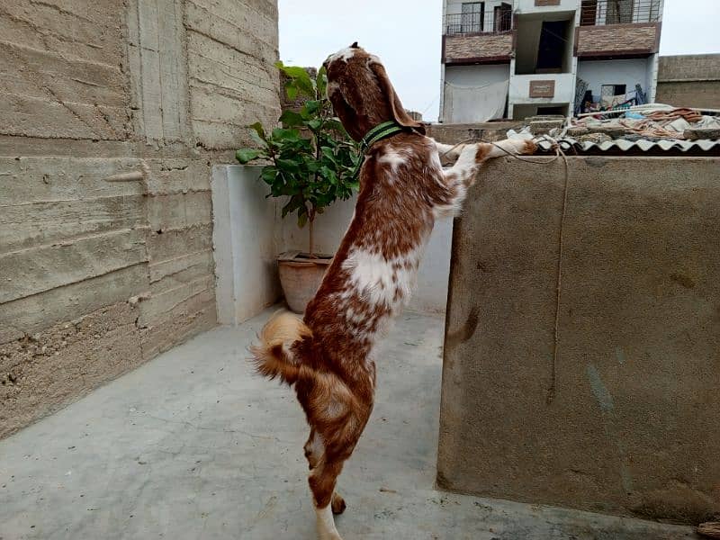 Makkah Cheeni Cross Bakri 0