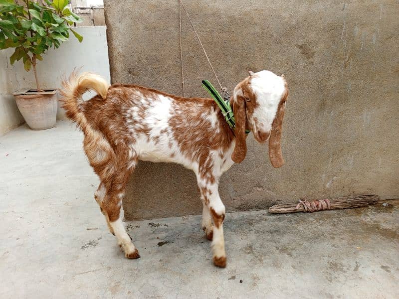 Makkah Cheeni Cross Bakri 1