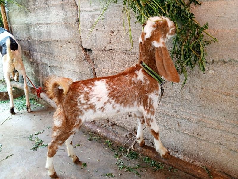 Makkah Cheeni Cross Bakri 2