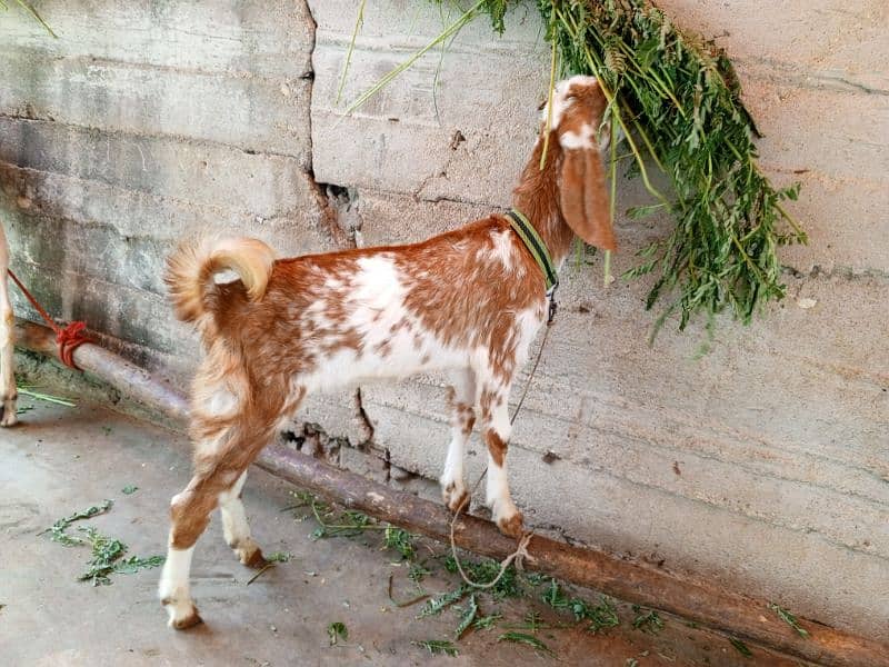 Makkah Cheeni Cross Bakri 3