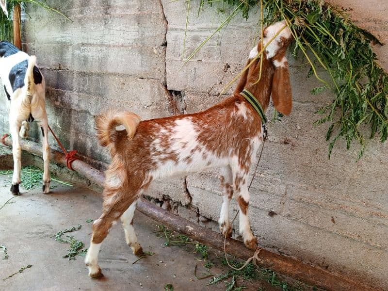 Makkah Cheeni Cross Bakri 4