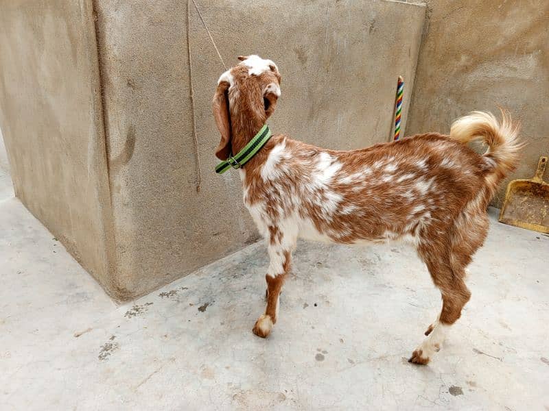 Makkah Cheeni Cross Bakri 5