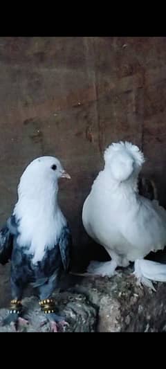 Karbalai-Trumpeter Bukhara-British Nun-Silver Lahori Sherazi-Satinette