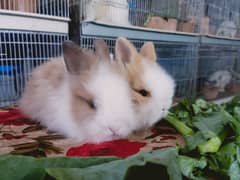 teddy bear dwarf rabbit so beautiful so friendly cute baby male