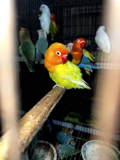 All lovebirds breader pair Mutations Available