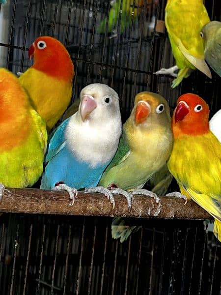 All lovebirds breader pair Mutations Available 1