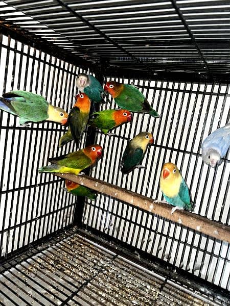 All lovebirds breader pair Mutations Available 2