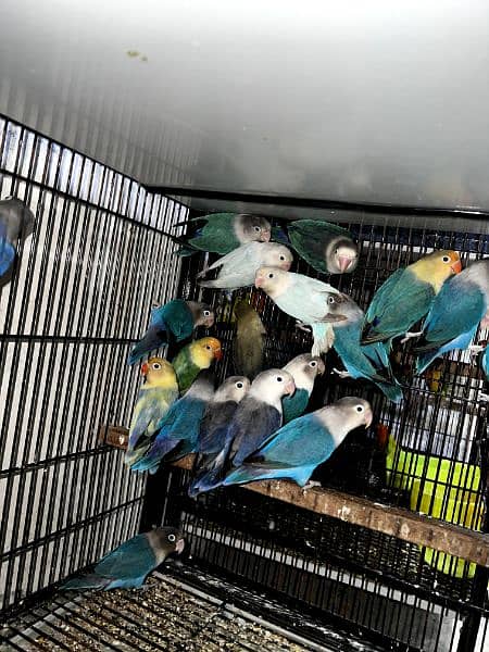 All lovebirds breader pair Mutations Available 3