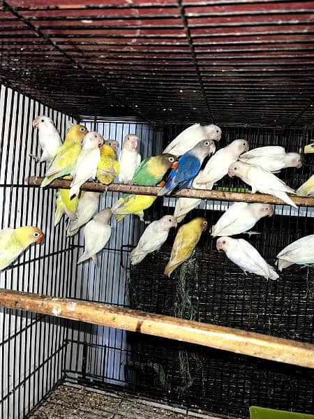 All lovebirds breader pair Mutations Available 4