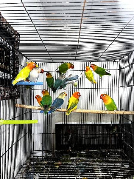 All lovebirds breader pair Mutations Available 6