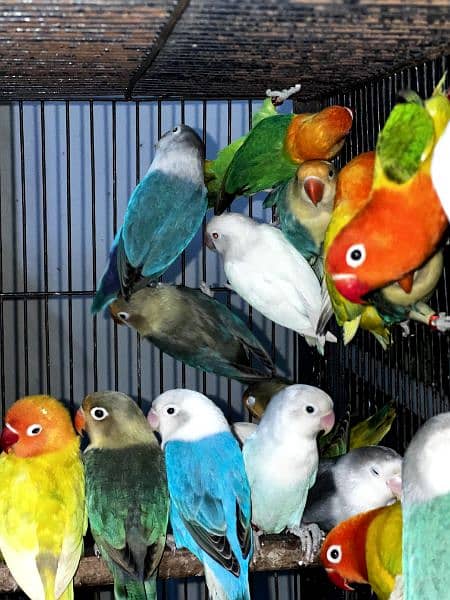 All lovebirds breader pair Mutations Available 7