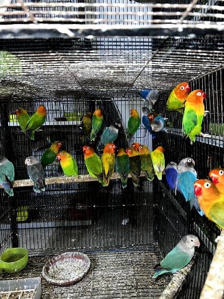 All lovebirds breader pair Mutations Available 8