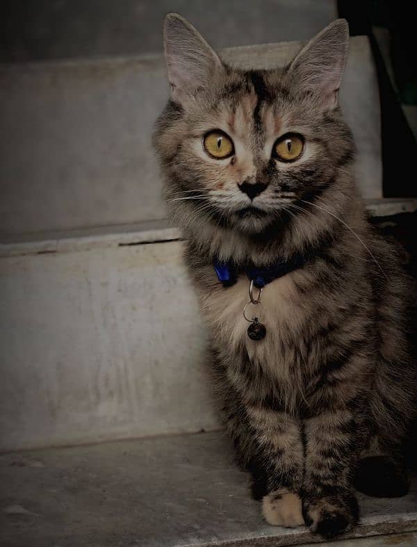 Persian Kitten. . Grey Beauty Triple cotted 0