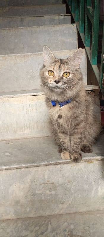 Persian Kitten. . Grey Beauty Triple cotted 2