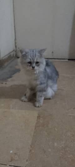 I am saling my male cate Esh Grey colour Persian punch face male cat 0