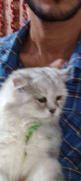 I am saling my male cate Esh Grey colour Persian punch face male cat 1