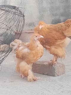 Golden buff chicks 0