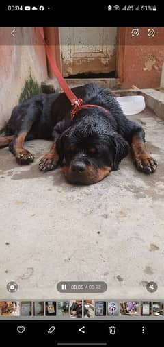 rott weiler female