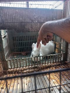 Hotot Breeder Pair for Sale