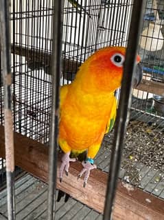 Sunconure Breeder Female with history