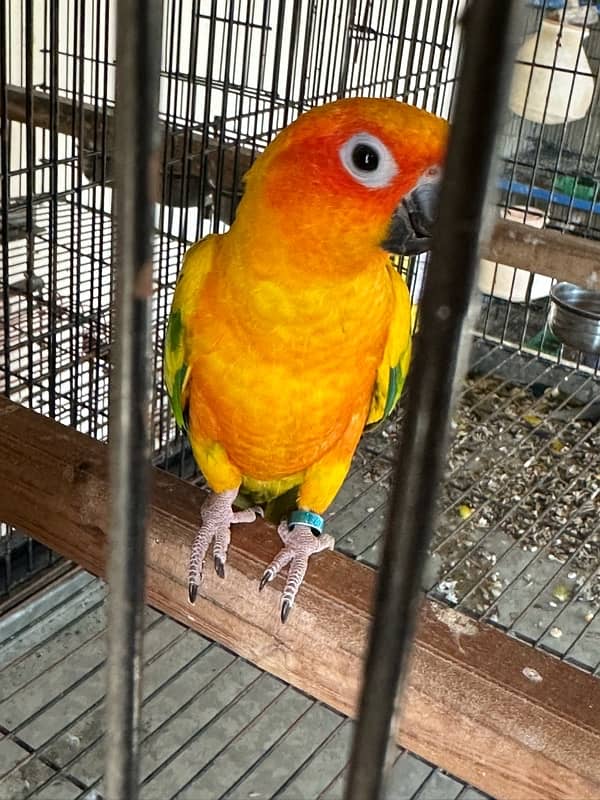 Sunconure Breeder Female with history 1