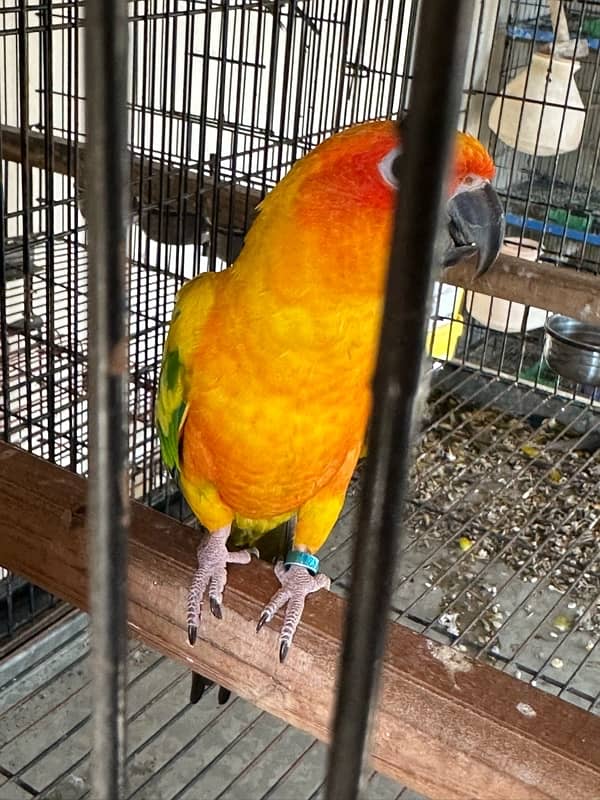 Sunconure Breeder Female with history 2