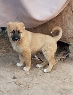 Kurdish kangal security dog 3 month mail for sale heavy bone