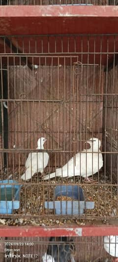 I have dove pair whatapp me 03224711117