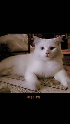 Persian White Cat With Blue Eyes 0