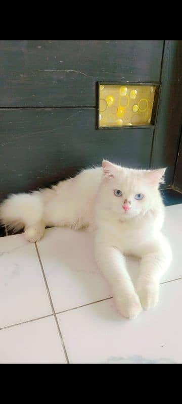 Persian White Cat With Blue Eyes 1