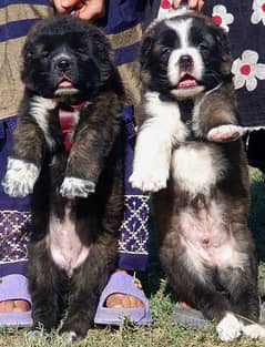 alabai security dog 2 month pair for sale heavy bone 0