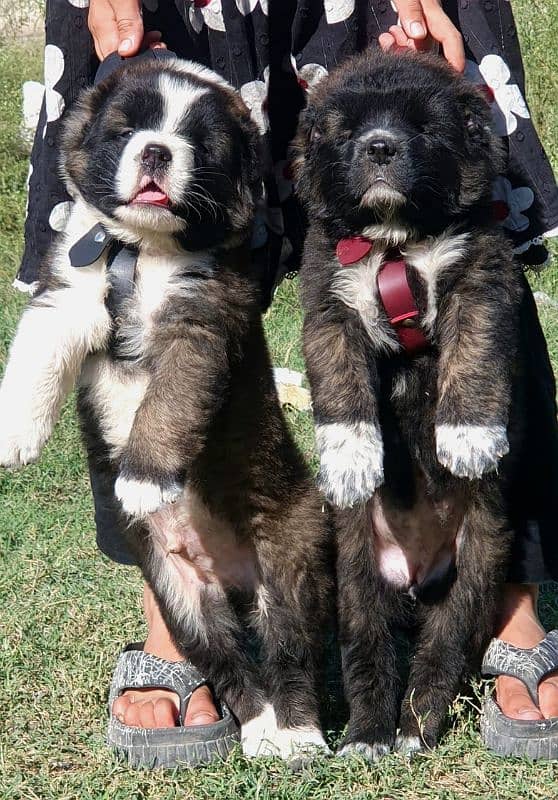 alabai security dog 2 month pair for sale heavy bone 2