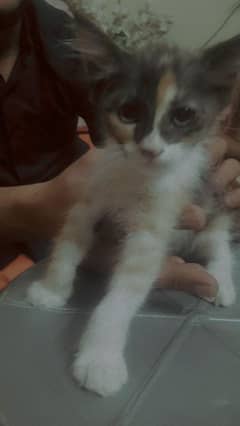 Calico Persian kitten double coat urgent sell