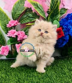 Persian Kittens |Fawn|Triple Coated|Punch face|