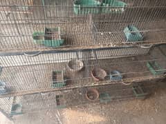 love birds cage