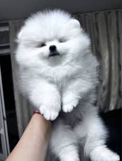 Pomeranian