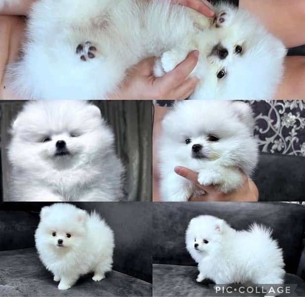 Pomeranian puppies available for booking 1